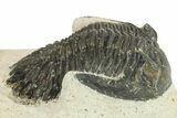 Bargain, Hollardops Trilobite Fossil - Ofaten, Morocco #287335-2